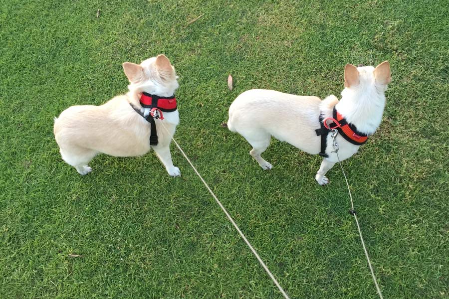 Pet Sitters Allpet House Sitters